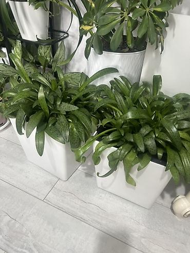 Диффенбахии: Комнатные растения в декоративных горшках - Диффенбахия крупнолистная — 21