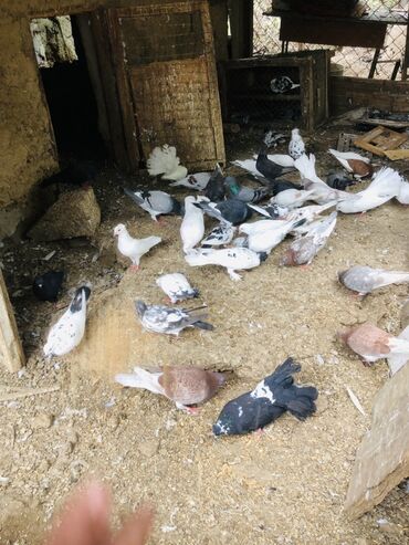 Göyərçinlər: Müxtəlif rənglərə və naxışlara malik ev göyərçinləri mövcuddur. Onlar — 2