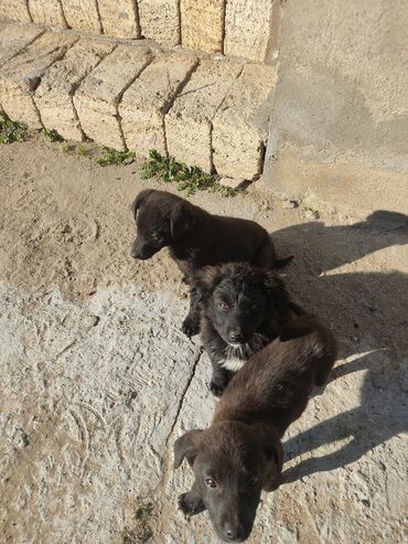 İtlər: Zvonok, 2 ay, Erkek — 3