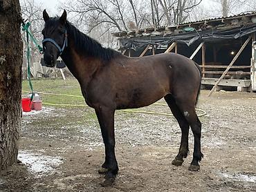 Лошади, кони: Продаю | Конь (самец) | Полукровка — 5