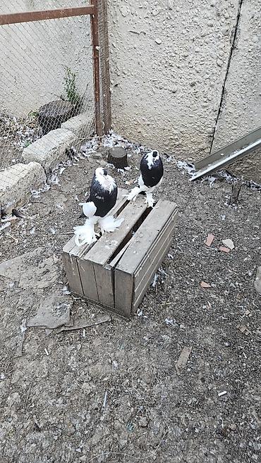 sevgi qusu: Pomerianlar hazır bala verən cütlərdi erkək bozquyruqdu maya isə tam — 5