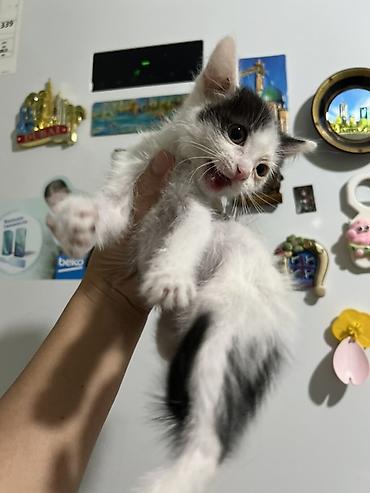 Животные: Кошка даром: Беспородная, 1 месяц, Девочка, Приучена к лотку, Проглистована — 1