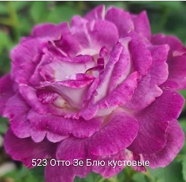 Rose saplings: Кустовые розы — сорта: - Э Шропшир Эд (№534): густомахровые — 34