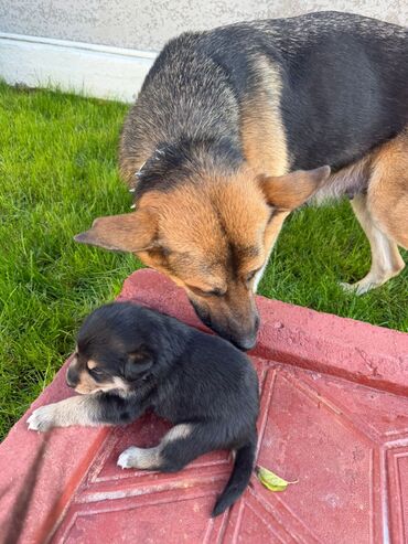 İtlər: Labrador-retriver, 1 il, Dişi, Ünvandan götürmə — 1