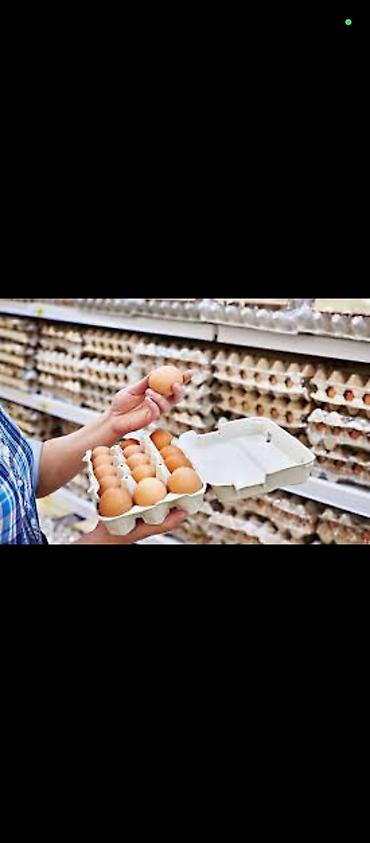 Молочные продукты: Куриные яйца в лотках - Белые и коричневые яйца, сортировка по — 1
