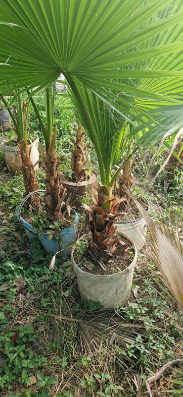 Ağaclar: Vaşınqton palma ağacları satılır qiymətlər palmaya görə dəyişir 10 -da lalafo.az — 14 Ağaclar: Vaşınqton palma ağacları satılır qiymətlər palmaya görə dəyişir 10 — 14