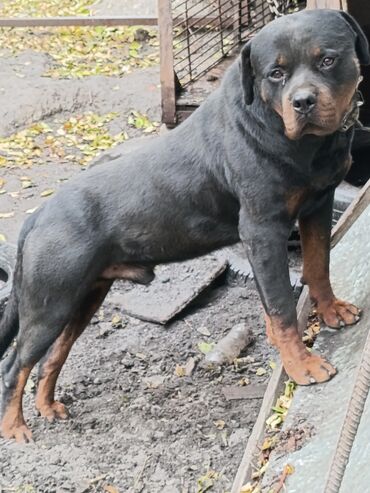 Продажа собак: Ротвейлер, 2 года, Самец — 9