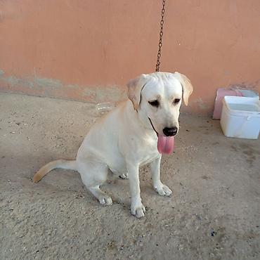 İtlər: Labrador-retriver, 11 ay, Dişi — 2