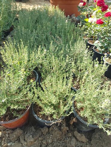 Çöl bitkiləri: Həmişə yaşıl — 22