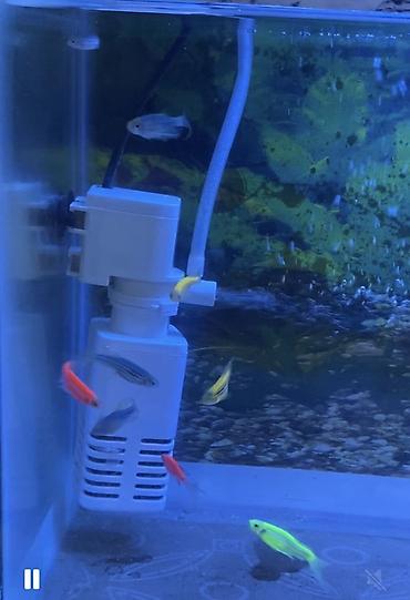 akvarium balıq novləri: Yumru akvarium, Balıqlarla birlikdə, 3 l, Ünvandan götürmə, Pulsuz çatdırılma, Ödənişli çatdırılma — 2