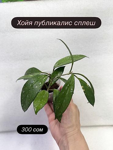 Хойи: Хойя (Hoya) Nui 400 сом( Hoya macrophylla 250 сом Хойя — 18
