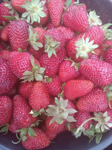 продаю саженцы малины: Кулпунай Альбион, Дүңүнөн