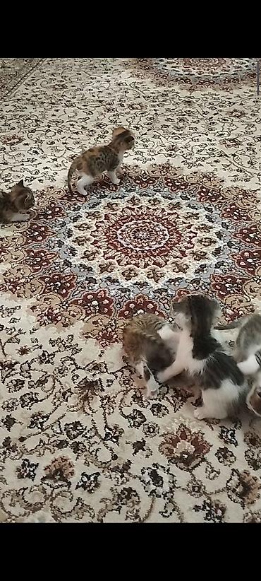 жер уй бишкек сатылат: Котята от домашней кошки с вислоухими ушками (мама на фото). Окрас у — 5