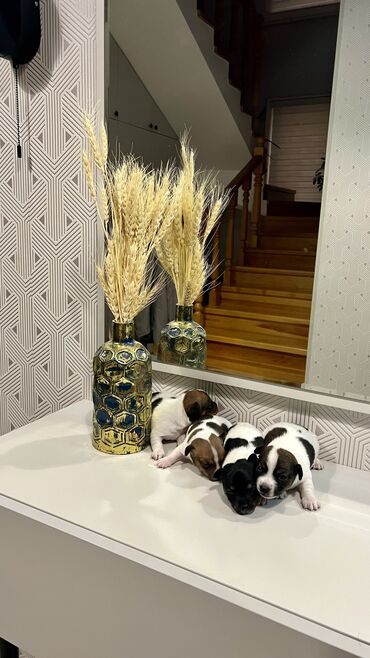 İtlər: Cek rassel teryer, Dişi, Ünvandan götürmə — 1