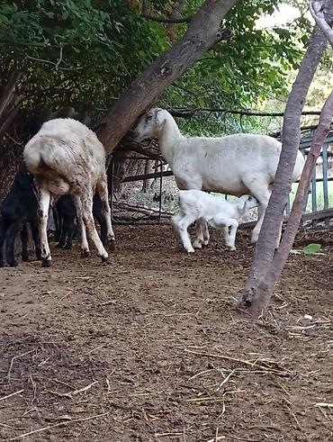 Баран, овца: Продаю | Баран (самец) | Арашан | Для разведения | Ярка — 10