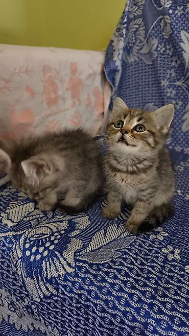 ev pişik adları: Yaxşı əllərə — 2