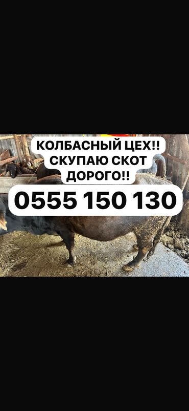 продажа кормов для сельскохозяйственных животных: Куплю | Коровы, быки, Лошади, кони, Другие с/х животные | Круглосуточно, Любое состояние, Забитый