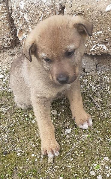 İtlər: Alman çoban iti, 2 ay, Erkek, Ünvandan götürmə — 9