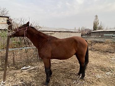 Другие животные: 4 асый . Рост 165 Казан улак жана жер улак бар. Ортонун аты Буттары — 3