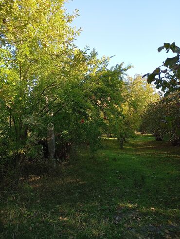 Torpaq sahələrinin satışı: Kənd təsərrüfatı — 8