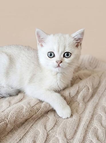 Продажа кошек: Скотиш Страйт (Шотландская прямоухая), 4 месяца, Девочка, Серебристая шиншилла — 2