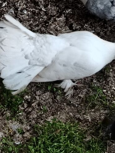 Göyərçinlər: Məhsul: Qüvərcinlər (dekorativ və uçuş növləri) Təsvir: - Rənglər — 5