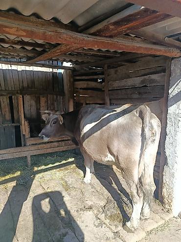 перепелки суточные: Продаю | Корова (самка) | Для молока — 3