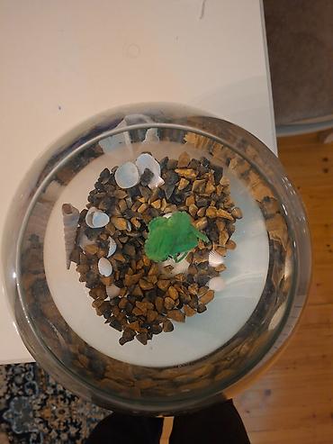 akvarim: Şüşə akvarium dəsti içindəki aksesuarlarla birlikdə satılır — 6