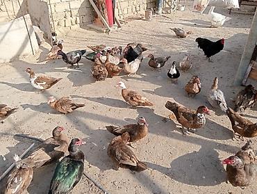 qus nömreleri: Disi və erkək ordəklər,cavandilar,real alicilar nomrəyə zəng etsin — 2