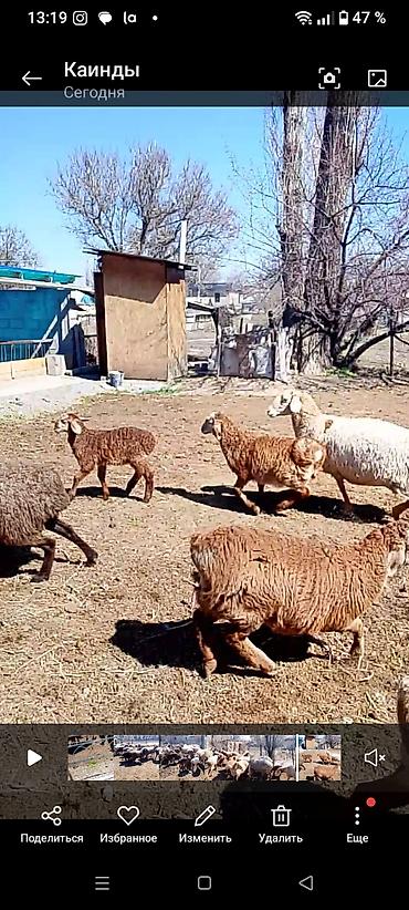 Баран, овца: Продаю | Овца (самка) | Для разведения | Матка — 8