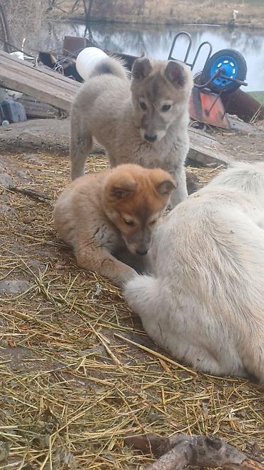 Продажа собак: Щенки Заподносибирской лайки, крепкие, с плотной шерстью, стоячими — 12