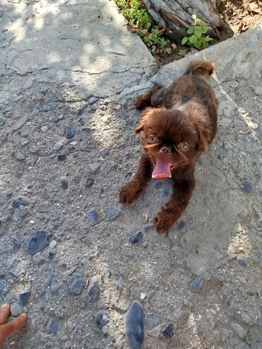 İtlər: Pekines, 6 ay, Erkek — 5