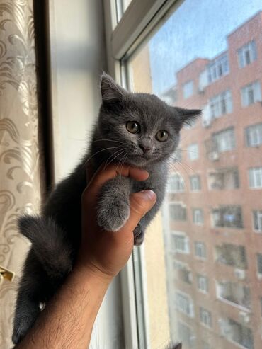 купить собаку в: Британская, Самка, Самовывоз, Платная доставка, Доставка в районы