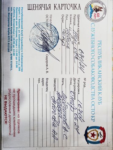овцы на продажу: Немецкая овчарка, 10 месяцев, Самец, С прививкой, С родословной