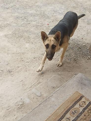 rottweiler satilir: Salam teçili afcarka satlır dişdi ehtiyac olduğçun satlır adı larisa — 4