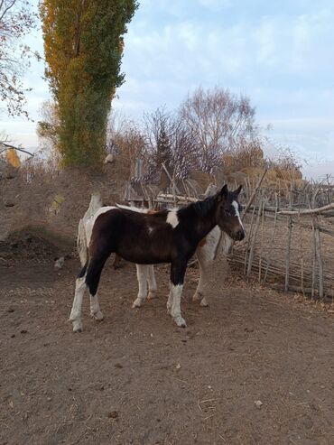 Лошади, кони: Продаю | Жеребенок | Полукровка | Рабочий — 8
