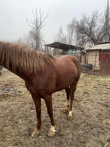 Лошади, кони: Продаю | Конь (самец) | Рабочий — 3