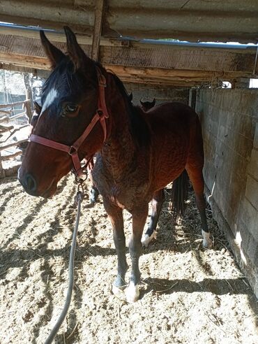 купить породистую собаку: Продаю | Кобыла (самка) | Рабочий