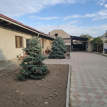 уй емерек: Продаю голубые ели, 8 лет. Здоровые, красавцырост-4шт.по 3метра — 1