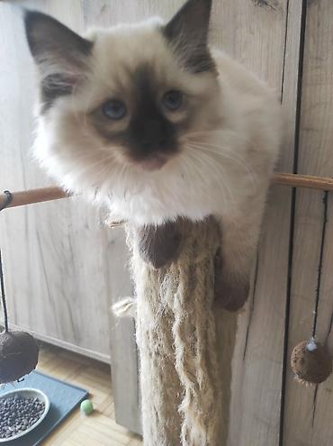 Mačke: Ragdoll mačići – blue point rođeni 02.04. - Prelepi ragdoll mačići sa — 8