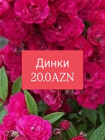 Buket güllər: Мелкая роза Динки