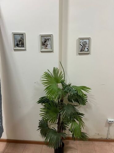 аквариумные растения бишкек: Помещение сдаю в аренду