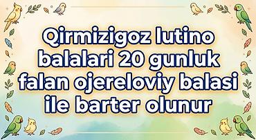 bengal cat: Qirmizigoz lutino quslari ajerella qusu ile barter olunur satan varsa — 1
