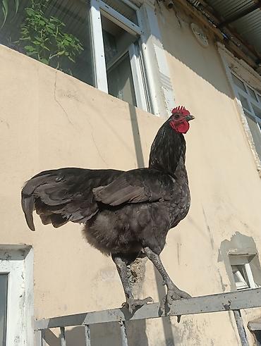 Orginal AVSTROLOP beçə .6ayyarmlıq təzə təzə ayılır,toyuqlarla