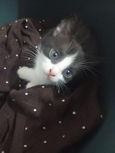 щенка шпиц: Котёнок, окрас черно-белый (tuxedo). Большие выразительные глаза — 7