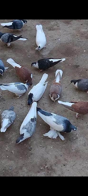 it balalari satilir: 12 ədəd 2 edede ayağı lelekli dekarqtiv göyərçin cüt cüt gotrem — 9
