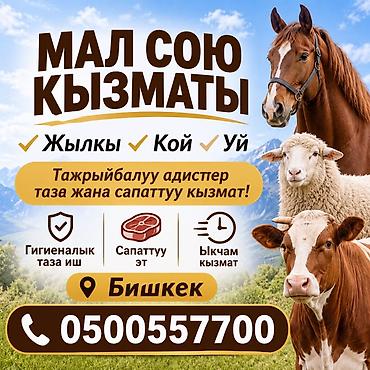 ветеринар на дом бишкек: Услуга забоя скота - Виды животных: лошади, овцы, коровы. - Место — 2
