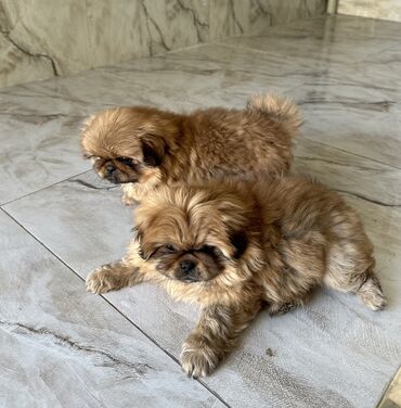 İtlər: Pekines, 2 ay, Ödənişli çatdırılma — 7
