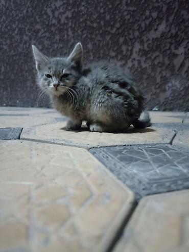возьму щенка в добрые руки бесплатно: Котёнок серого окраса - Порода: домашняя короткошёрстная (отдаем в — 1