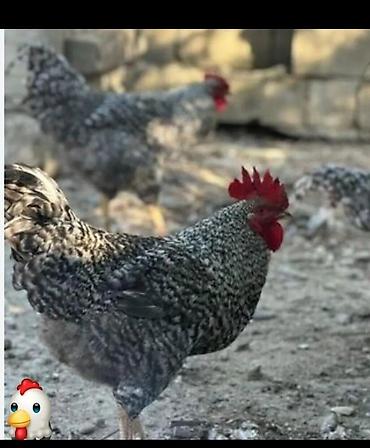 qus nomreleri: Cücə/Toyuq cinsləri – boz-çəhrayı “barred” naxışlı - Şəkildə xas — 1